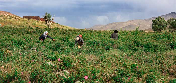 روستای بهرامجرد
