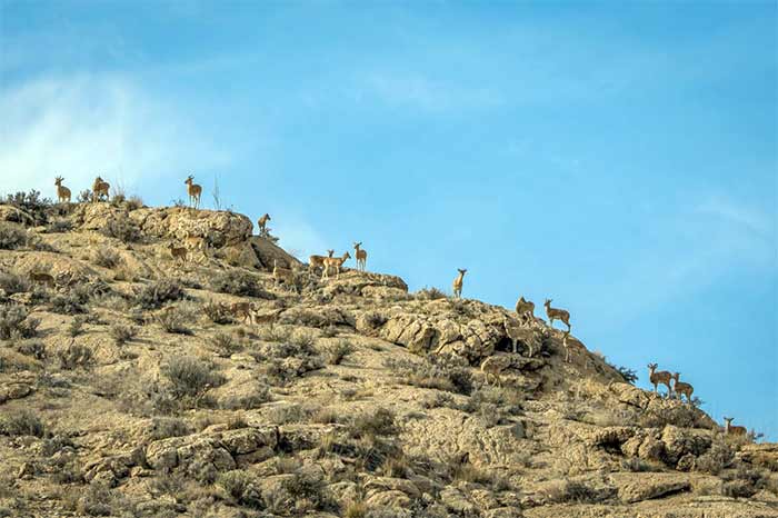 کمپ بمو: پارک ملی