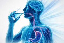 آب در بدن کجا میرود؟ محل اصلی جذب آب در بدن کجاست؟