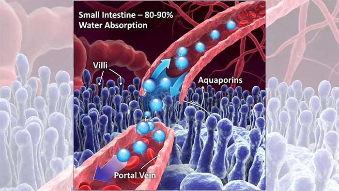 محل اصلی جذب آب: روده کوچک