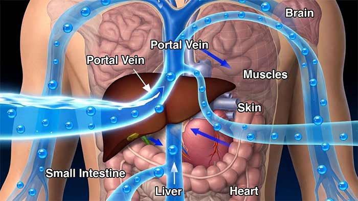 آب پس از جذب: ورود به خون و گردش در بدن
