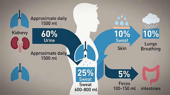 دفع آب از بدن: چگونه تعادل حفظ می‌شود